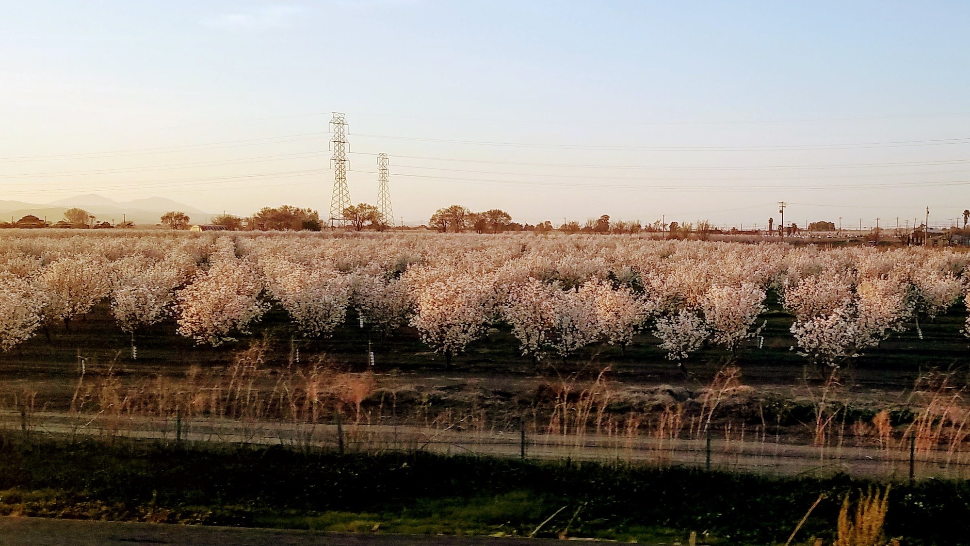 Almond orchard, Central Valley, California
